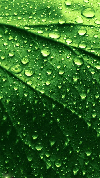 Live, Green Leaf HD phone wallpaper