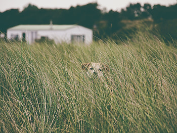 Animals, Grass, Dog, Pet, Head HD wallpaper