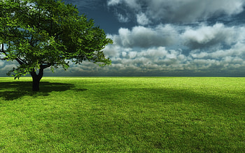 Grassland , Natural vistas, Serene landscapes, Tranquil ambiance HD wallpaper