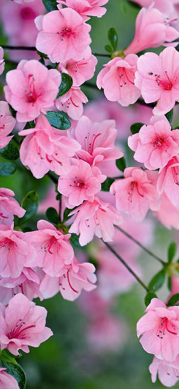 Pink Blossoms, spring, pink flower, flower, nature, blossom HD phone wallpaper