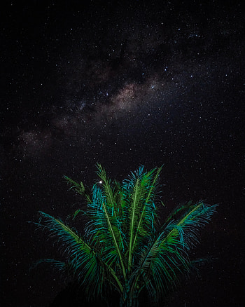 Stars, Night, Dark, Starry Sky, Palm, Branches HD phone wallpaper