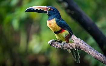 Toucan, animal, beak, bird HD wallpaper