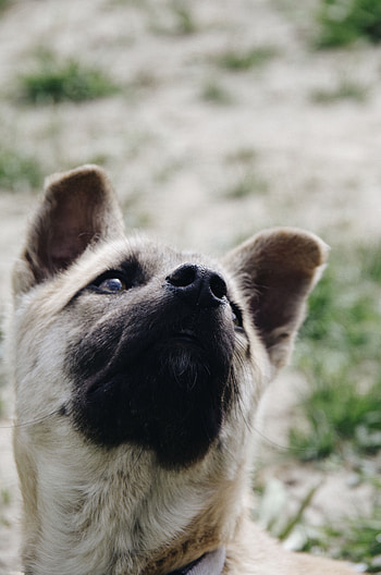 Animals, Dog, Muzzle, Pet, Nose HD phone wallpaper