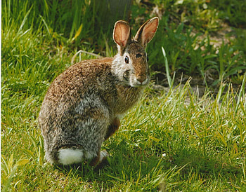 Eastern cottontail rabbit, grass, white, tail, curious HD wallpaper