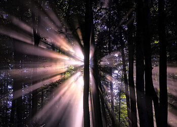 Sunbeam In Forest, sunbeam, forest, nature HD wallpaper