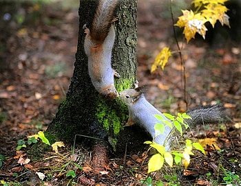 Give us a Kiss, two, leaves, roots, squirrels, yellow, moss, tree HD wallpaper