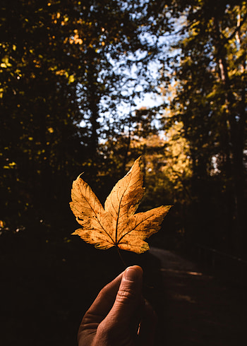 Autumn, Hand, Miscellanea, Miscellaneous, Leaflet HD phone wallpaper