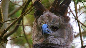 Harpy Eagle, Imposing presence, Talons ready, Forest dweller HD wallpaper