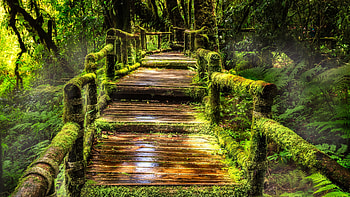 Doi Inthanon National Park, Amazon Rain Forest HD wallpaper