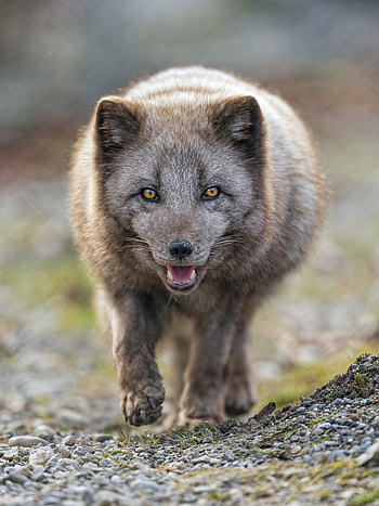 Animals, Muzzle, Predator, Animal, Protruding Tongue, Tongue Stuck Out, Arctic Fox HD phone wallpaper