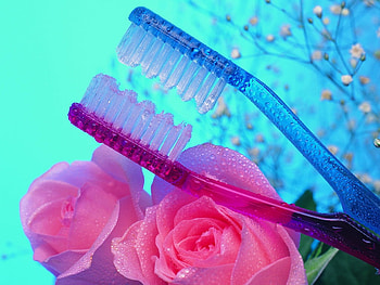 Togetherness, blue, dew drops, roses, toothbrushes, pink, symbol, toothbrush, couple, flowers, romantic, moisture HD wallpaper