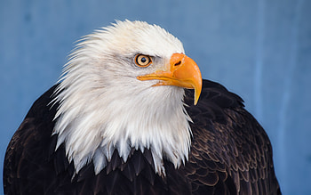 Bird, predator, bald eagle HD wallpaper
