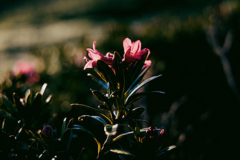Bush, Flower, Dark HD wallpaper