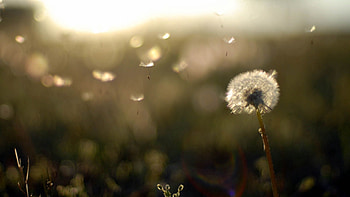 Flowers, Background, Flower, Blur, Smooth, Field, Stem, Stalk, Dandelion HD wallpaper