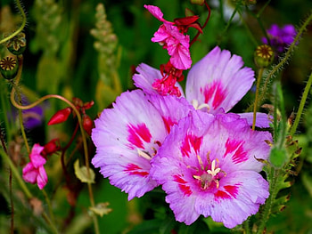 Beauty in the Wild, nature, flowers HD wallpaper