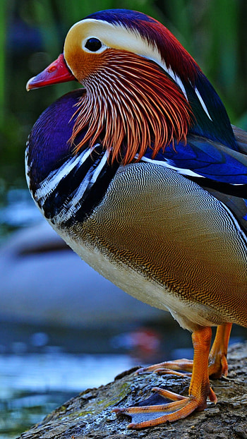 Mandarin Duck, North American, Wood Duck HD phone wallpaper