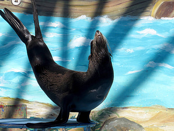 Furry seal , Circus animal beauty, Enchanting sea creatures, Creative commons license HD wallpaper