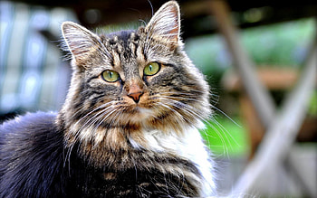 Animals, Dark, Cat, Fluffy, Sight, Opinion, Kind HD wallpaper