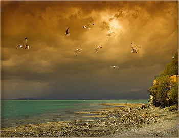 It's just a perfect Day, birds, turquoise, bushes, pebbles, sky, ocean, stunning, beach HD wallpaper