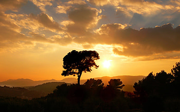 Landscape, Trees, Sunset HD wallpaper