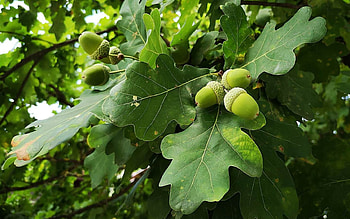 Acorns, leaves, oak, Latvia, tree HD wallpaper