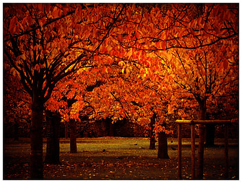 public_lightening, color, trees, nature, spring, forest HD wallpaper