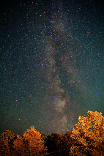 Nature, Trees, Stars, Night, Starry Sky, Nebula HD phone wallpaper