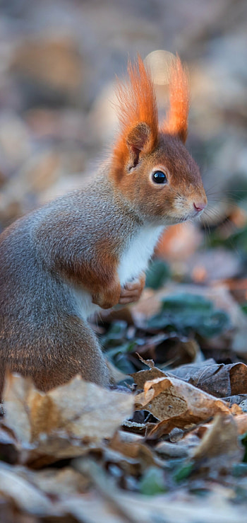 Squirrel, Animal, Keywords, Keywords HD phone wallpaper