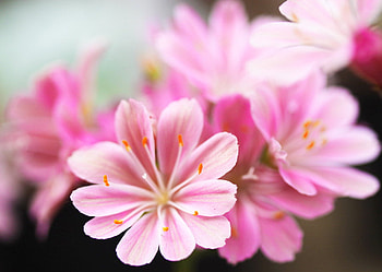 pretty pink, pink, blossoms, nature, flowers, blooms HD wallpaper