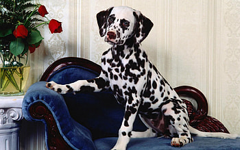 Animals, Flowers, Dog, Vase, Dalmatian, Dalmatians, Armchair HD wallpaper