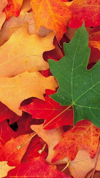 Colorful leaves , Vibrant hues HD phone wallpaper