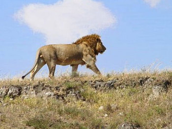 african lion, tanzania, out for a walk, top of ridge HD wallpaper