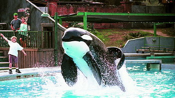 Guess-the-movie challenge, Animal movie quiz, Zoo-inspired films, Guess-the-animal games HD wallpaper