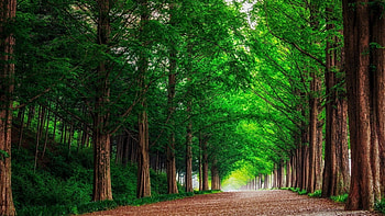 forest, road, trees, landscape, summer HD wallpaper