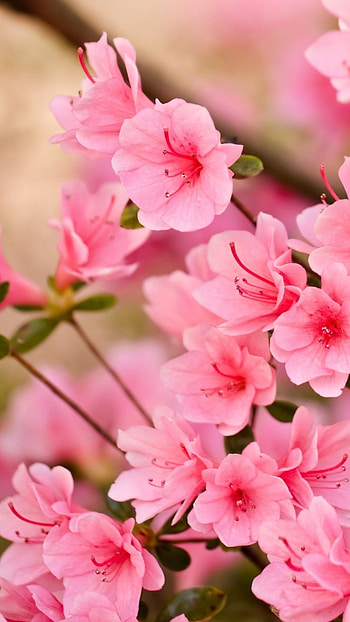 Spring Flowers, Pink Flowers HD phone wallpaper