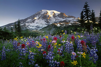 Mountain, trees, sky, nature, flowers HD wallpaper