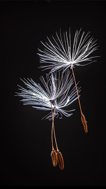 Dandelion, seed, black, dark HD phone wallpaper