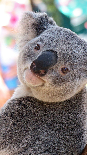 Pin on , Koala HD phone wallpaper