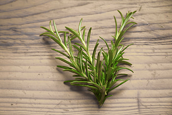 Rosemary plant, Spice nature, Green leaf, Plant HD wallpaper