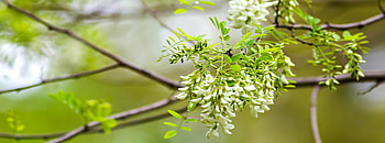 Black locust tree, False acacia pruning, Tree care, Tree beauty HD wallpaper