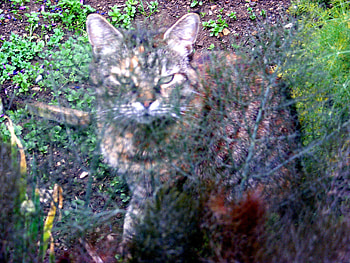 Erica hiding behind the fennel., garden, fennel, cat, herb, tabby, hiding HD wallpaper