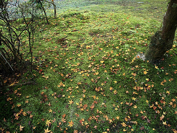 Nature, Trees, Grass, Autumn, Leaves HD wallpaper
