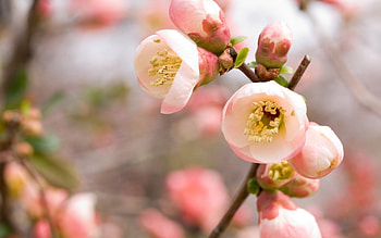 Plants, Flowers HD wallpaper