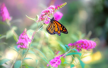 Monarch Butterfly, animal, monarch, butterfly, insect HD wallpaper