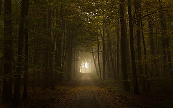 dream---spooky-creepy-forest-computer-horror. HD wallpaper