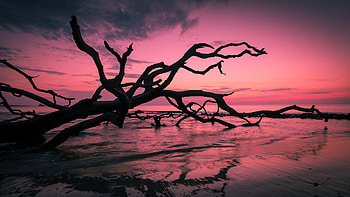 Beach Trees, beach, trees, nature, sunset HD wallpaper