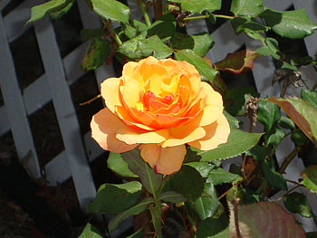 Yellow Rose of Florida, rose, butter-cup, florida, yellow HD wallpaper