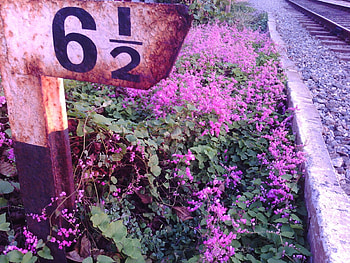 Flowers by Rusted Railway Sign Post, Railways, Flowers, Signs, Nature, Rust HD wallpaper
