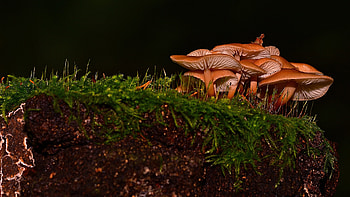Mushrooms, nature, graphy, macro HD wallpaper