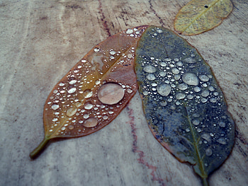 Leaves, Drops, Macro, Surface, Form HD wallpaper